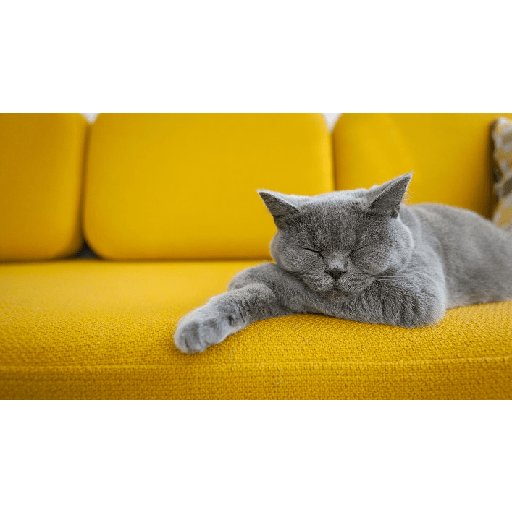 Cats 28