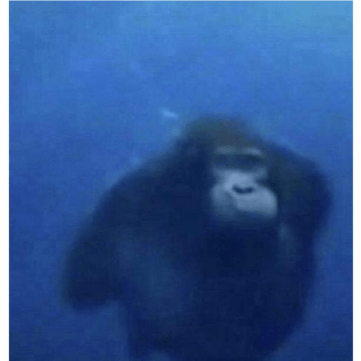 Randomyo7 20