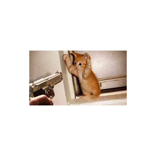 Cats 25