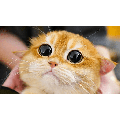 Cats 26
