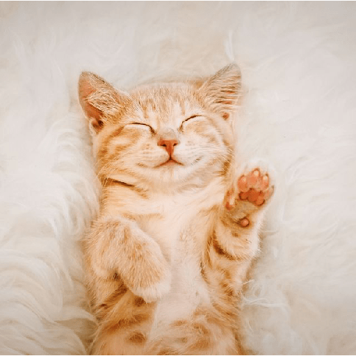 Cats 29