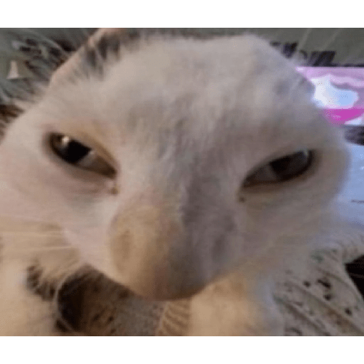 Gatinhos fofos 3