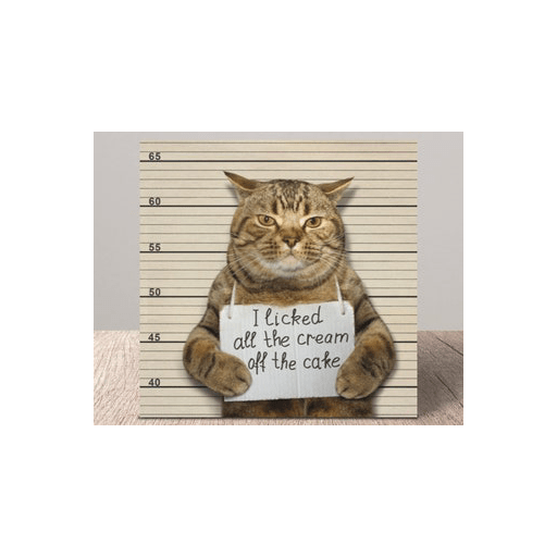 Cats 24