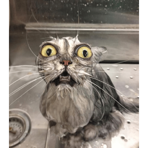 Cats 23