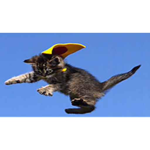 Cats 30