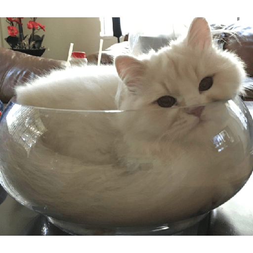 Cats 22