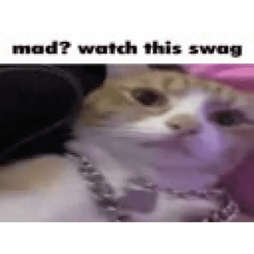 Silly cat memes 14