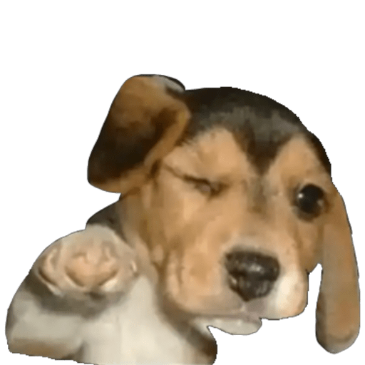 Perritos 1 27