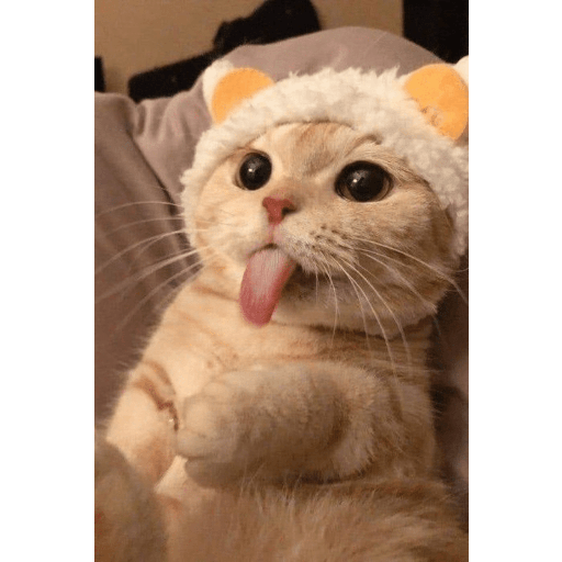 Cats 27