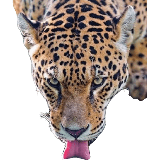 Novo 16