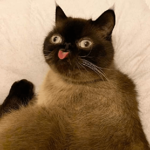 Cats 21