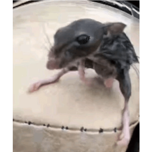 Gatinhos fofos 4