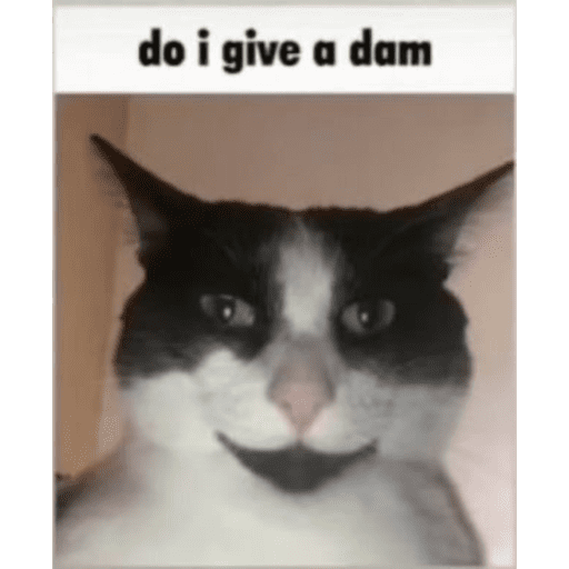 Silly cat memes 15