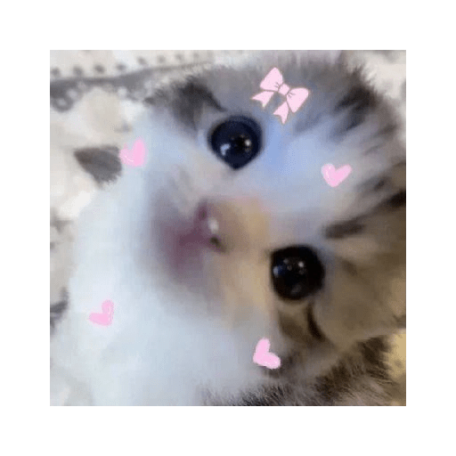 Gatinhos fofos 2