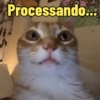 GATINHOS ZOEIROS 6
