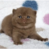 Adorable Kitten