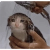 Bad cats 27