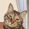 Gatinhos  14