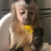 🐵 Очень милые обезьянки 🐒✨🐒 13
