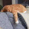 Bad cats 22