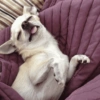Cachorro meme 13