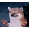 Meow 20
