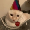 💕🐱Michitos para tu chat pt.2🐱💕 10