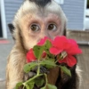 🐒🌴🐵 बंदर 🐵🌴🐒 21