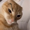 GATINHOS PROTAGONISTAS 🐈 5