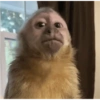 MOnKey reaCtioNs 🐵😝🧃 27
