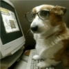 Perritos Divertidos! 🐶🐾 6