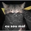 Gatinhos 21