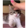 Gatinhos 27