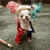 Cat and dog memez 20