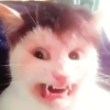 🐈‍⬛🐱🧶 GATOS | CATS 2 🧶🐱🐈‍⬛ 17