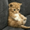 Gatos 10