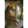 Memes random - Caballos 🤣 7