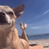 Cat and dog memez 6