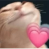 GATINHOS PROTAGONISTAS 🐈 13