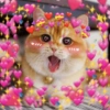 Gatos Amor💖💙💛 22
