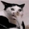 Gatitos  20