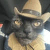 Gato halloween 12