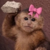 Macaquinhos 10