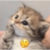 Stiker kucing with emoji kyut 6
