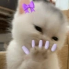 🐈‍⬛🐱🧶 GATOS | CATS 5 🧶🐱🐈‍⬛ 10