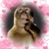 Mono Pensando en Corazones