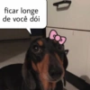 Surtos do dia a dia 8