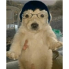 Perros 6