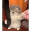 Gatinhos 26
