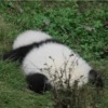 Panda Descansando